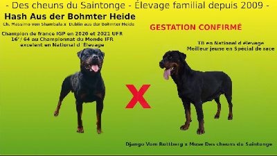 Des Cheuns Du Saintonge - Rottweiler - Portée née le 24/05/2023