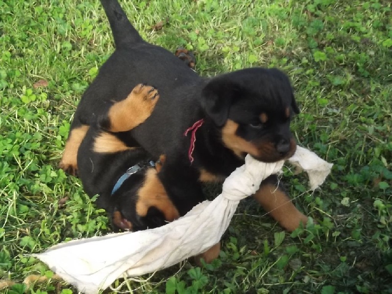 Des Cheuns Du Saintonge - Rottweiler - Portée née le 19/09/2015