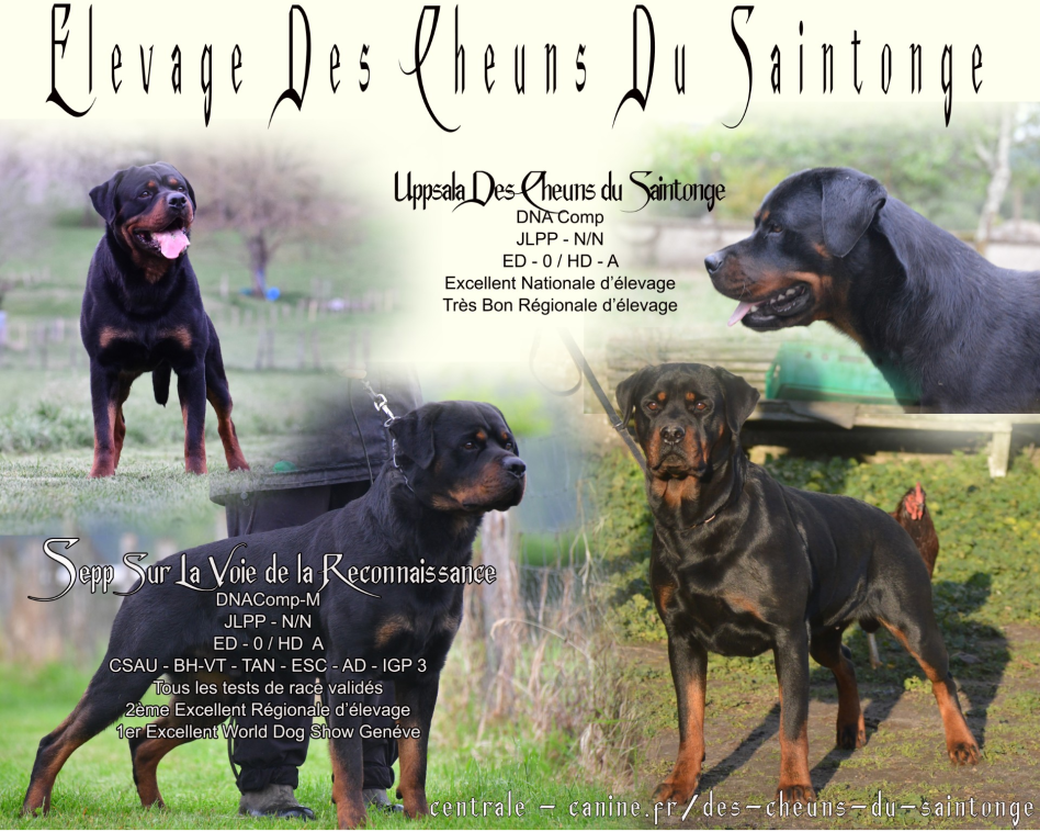 Des Cheuns Du Saintonge - Chiots disponibles - Rottweiler
