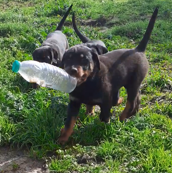Des Cheuns Du Saintonge - Chiots disponibles - Rottweiler