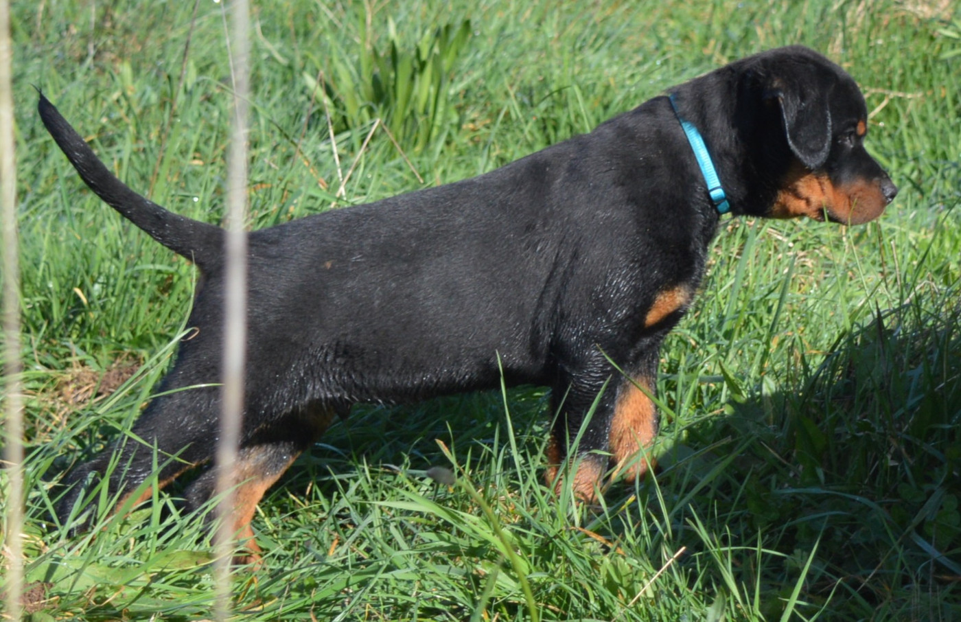 Des Cheuns Du Saintonge - Chiots disponibles - Rottweiler