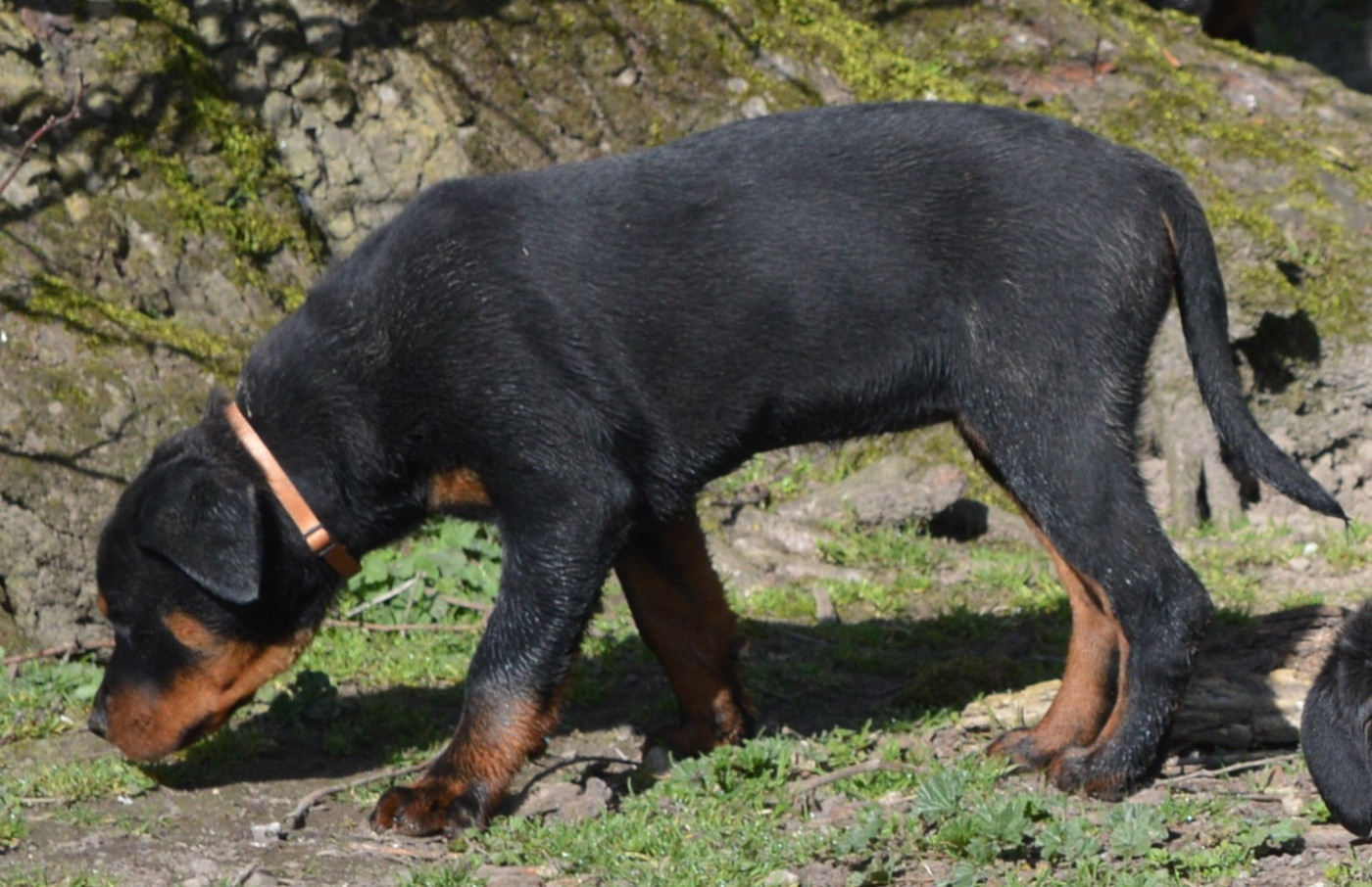 Des Cheuns Du Saintonge - Chiots disponibles - Rottweiler