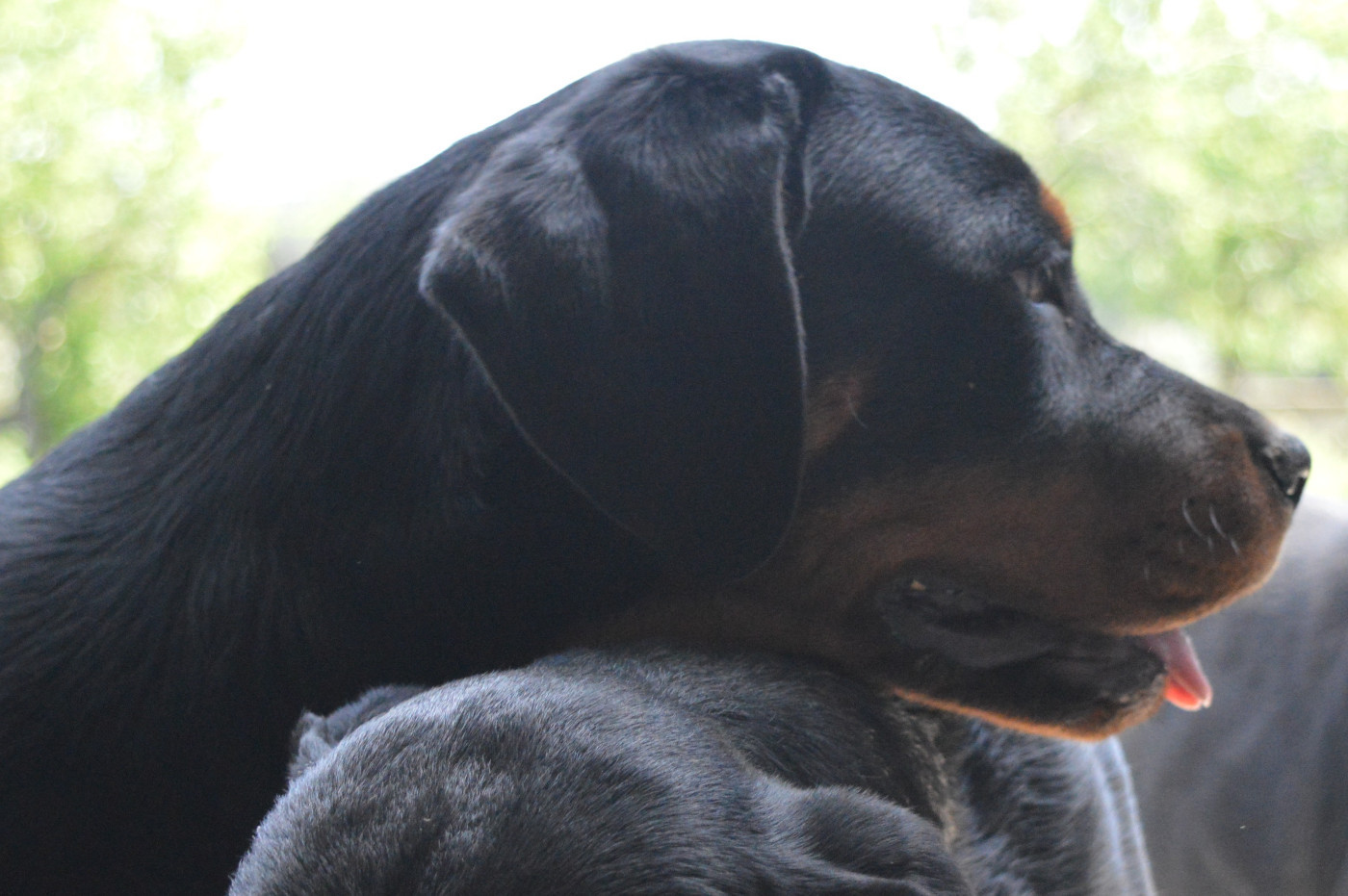 Des Cheuns Du Saintonge - Chiots disponibles - Rottweiler