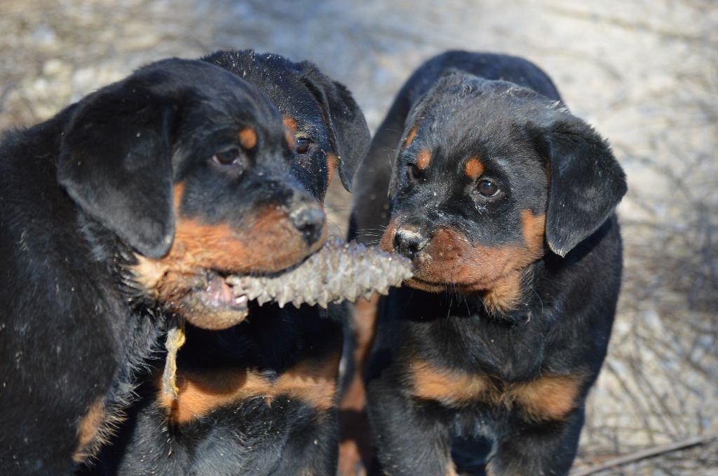 Chiot Rottweiler Des Cheuns Du Saintonge